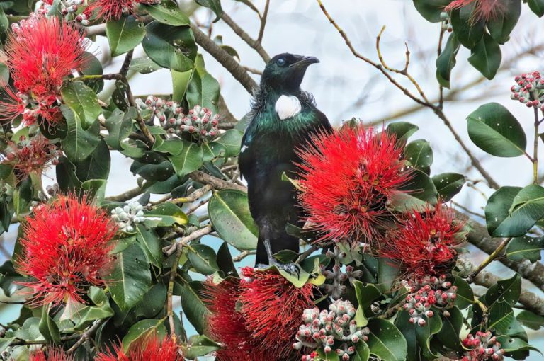 Palmerston North - a black bird sitting on top of a tree filled with red flowers