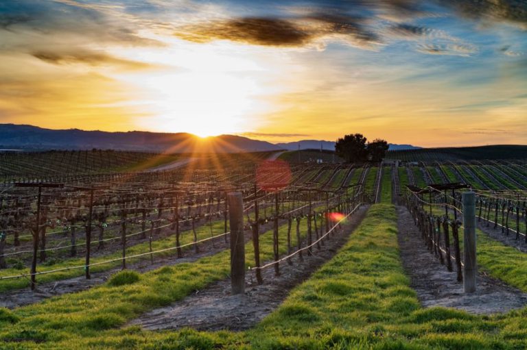 Wineries - grass field