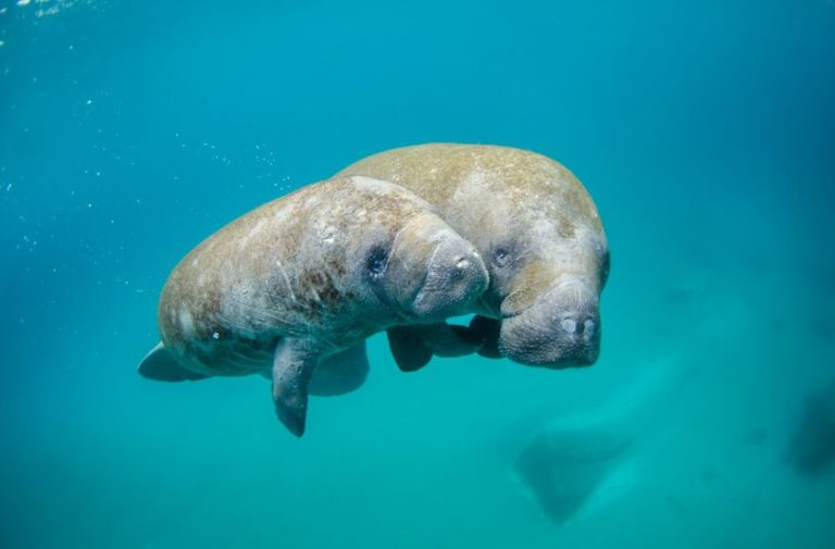 Marine Reserves - Mother manatee and calf swimming