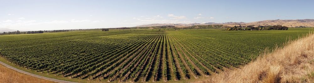 Marlborough - wine growing, vines, grapevines
