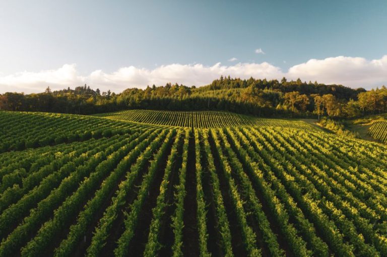 Vineyard - pile of leafed plants