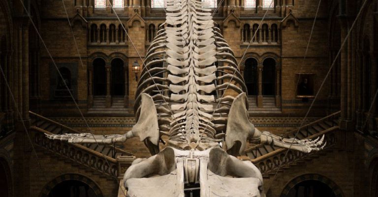 History Museums - national history Museum
