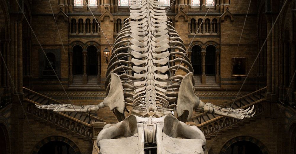 History Museums - national history Museum