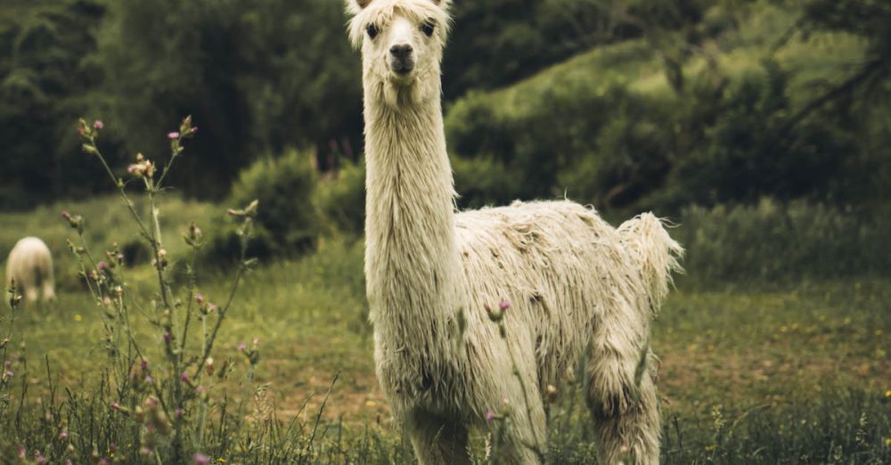 Nelson - White Llama on Green Grass