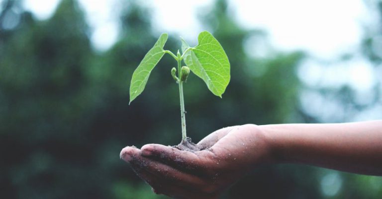 Sustainably - Person Holding A Green Plant