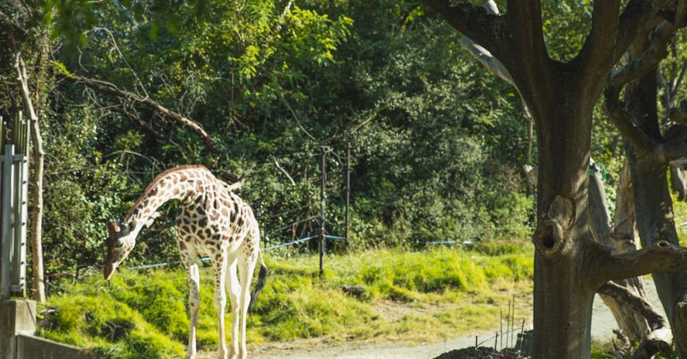 Wildlife Sanctuaries - Cute young giraffe walking in tropical lush conservation park and pinching grass peacefully on sunny warm day