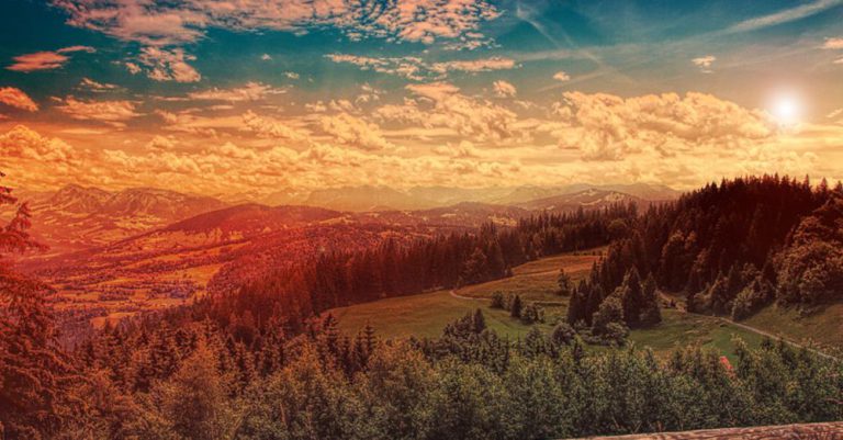 Scenic Landscapes - Pine Trees Under Blue Sky during Golden Hour