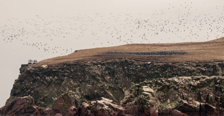 Kiwi Birds - Free stock photo of animal, animals, peru