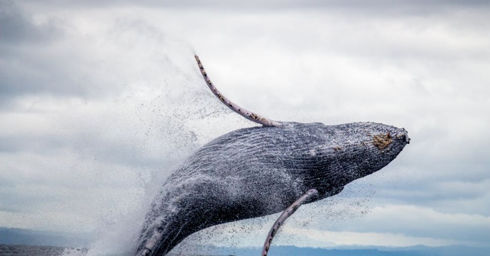 Whale Watching - Black and White Whale Jumping on Water