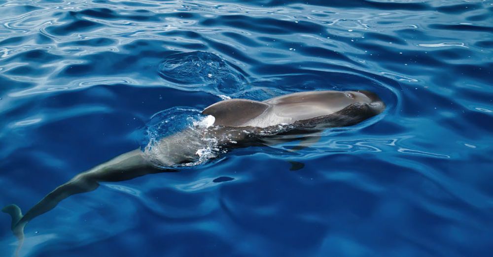 Dolphin Tours - Tenerife