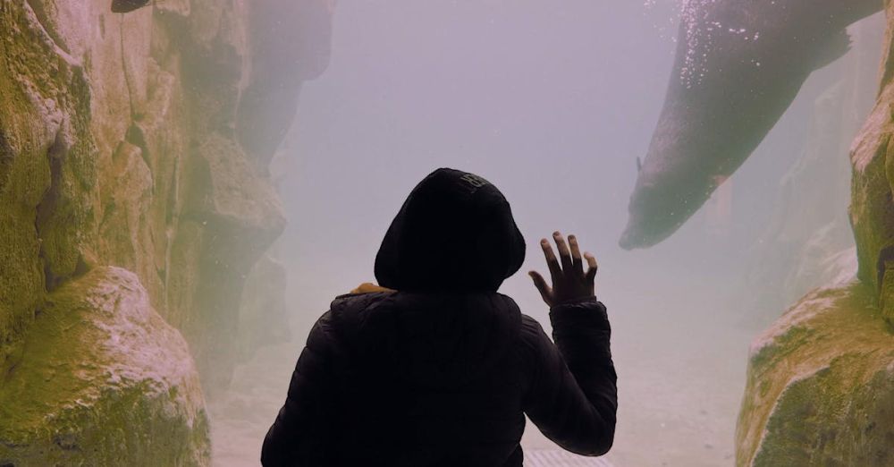 Seal Watching - Person Watching Seals in Aquarium