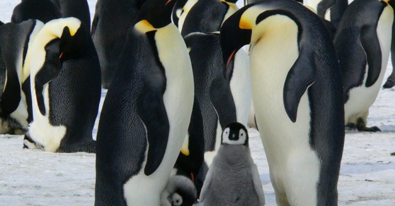 Penguins - Penguins Standing on the Snow during Daytime