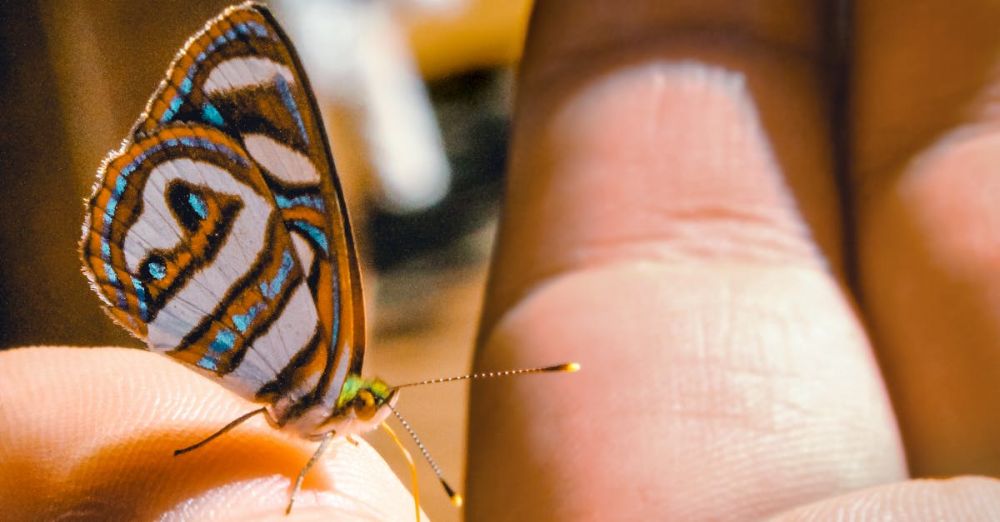 Insect Life - Brown, Gray, and Black Butterfly Perching on Human Finger