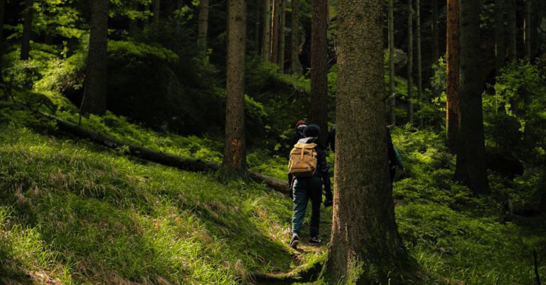 Hiking Adventure - A person walking down a trail in the woods