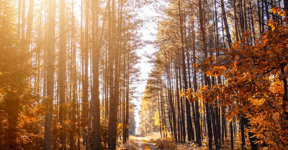 Forest Trails - Photo of a Pathway in a Forest