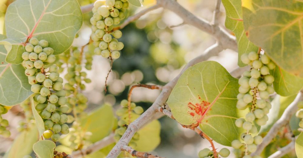 Wineries - Bunches of fresh ripe grapes growing on tree with green leaves in sunny orchard