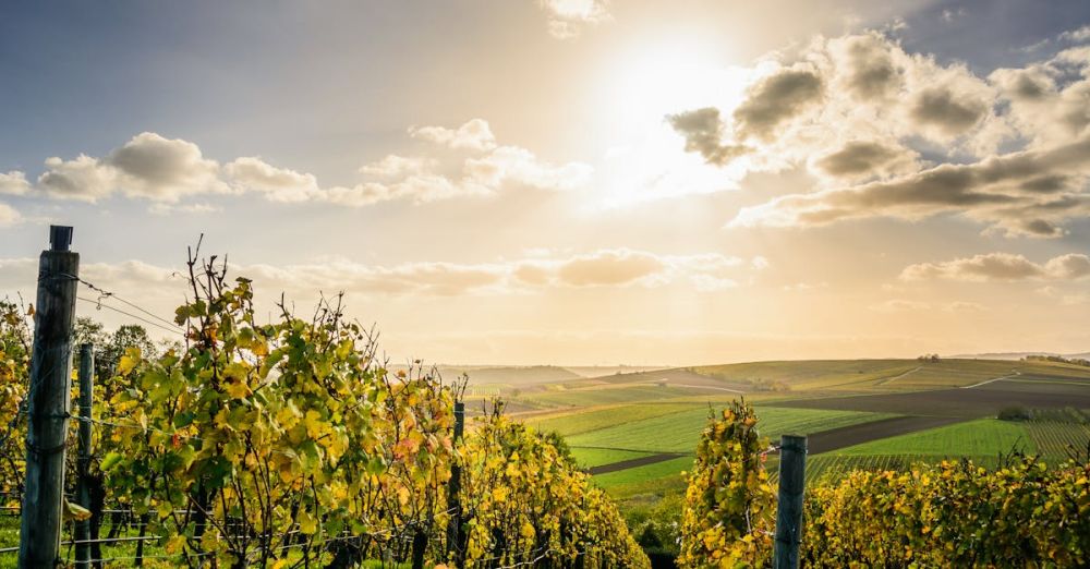 Vineyards - Pathway Under Clouds And Blue Sky
